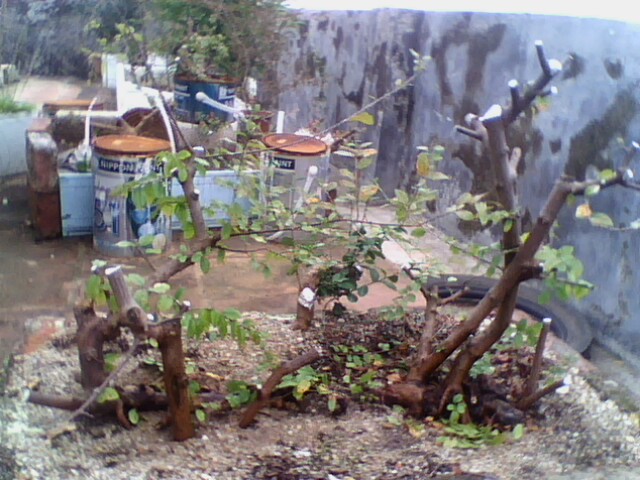 IMG1189A.jpg
