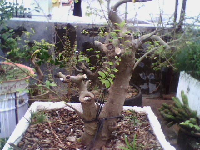 IMG1190A.jpg