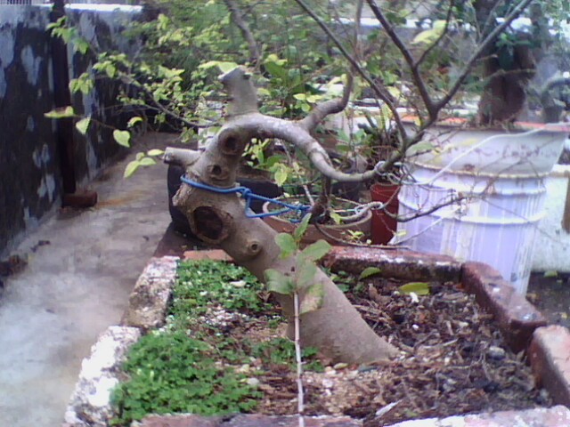 IMG1191A.jpg
