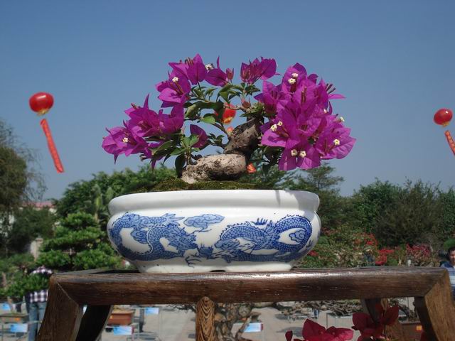 DSC01494.JPG