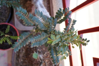 DSC02447_conew1.jpg
