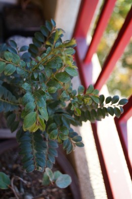 DSC02448_conew1.jpg