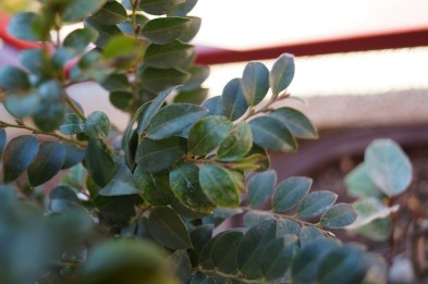 DSC02450_conew1.jpg