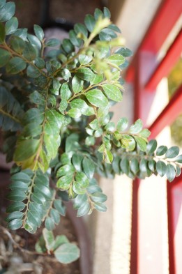 DSC02457_conew1.jpg