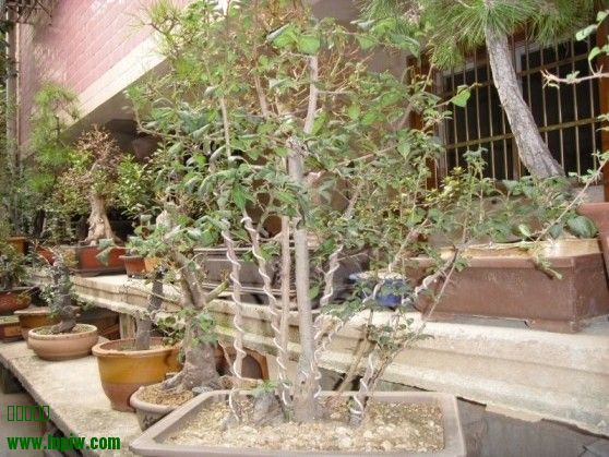 SDC13553.JPG