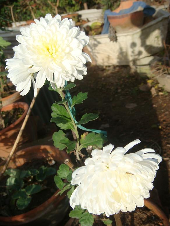 DSC06188.JPG