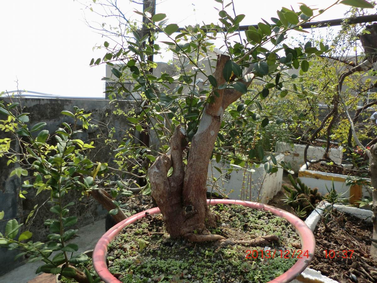 CIMG0930.JPG