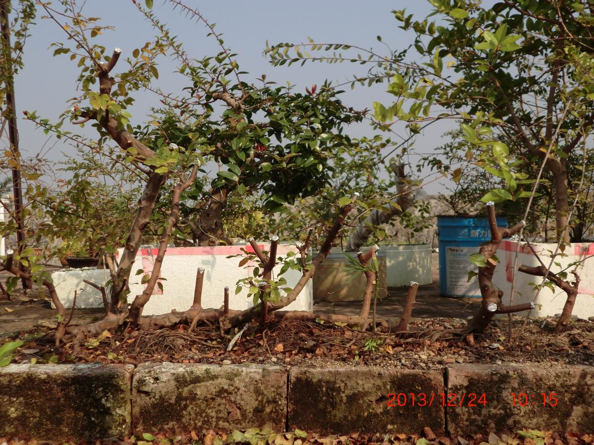 CIMG0918.JPG
