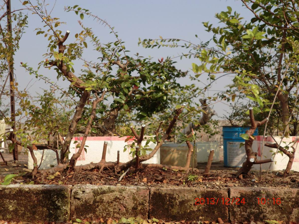 CIMG0919.JPG