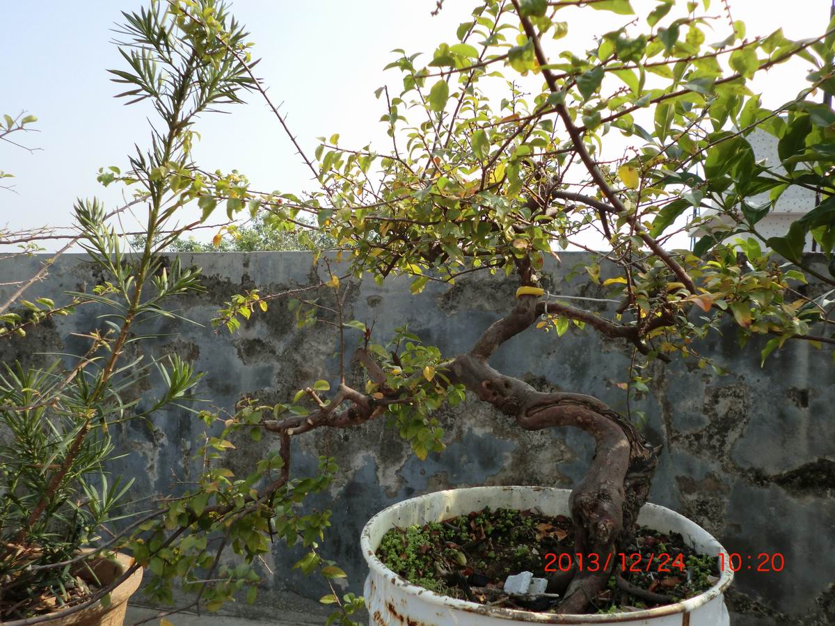 CIMG0924.JPG