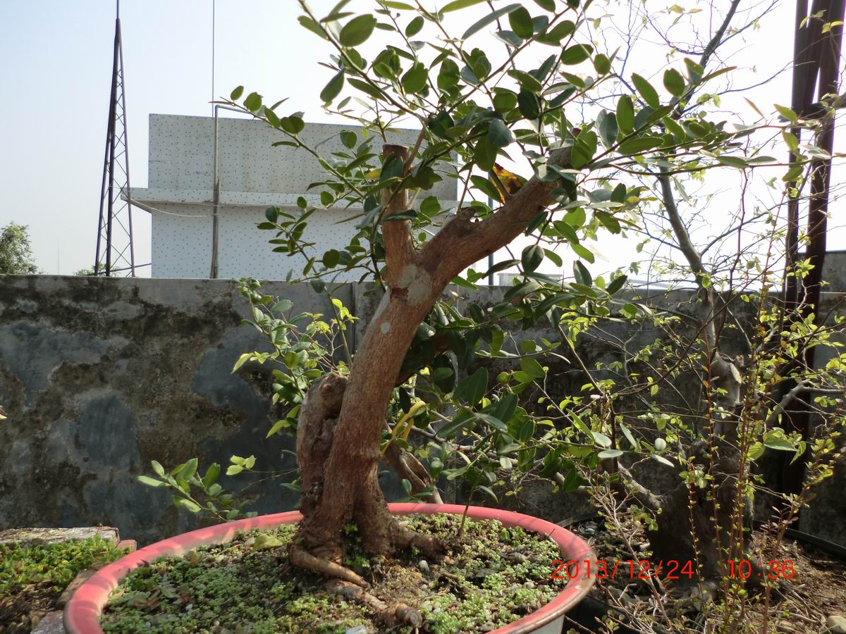 CIMG0929.JPG