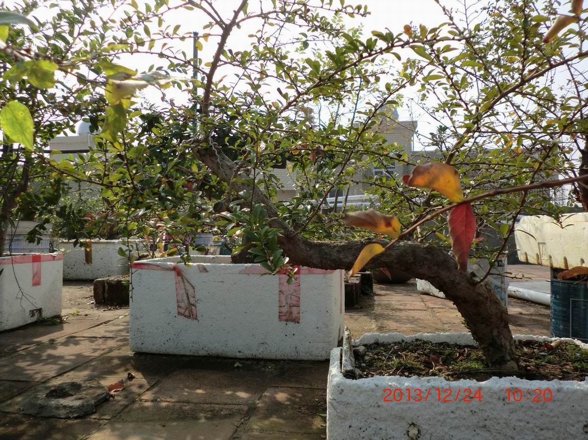 CIMG0923.JPG