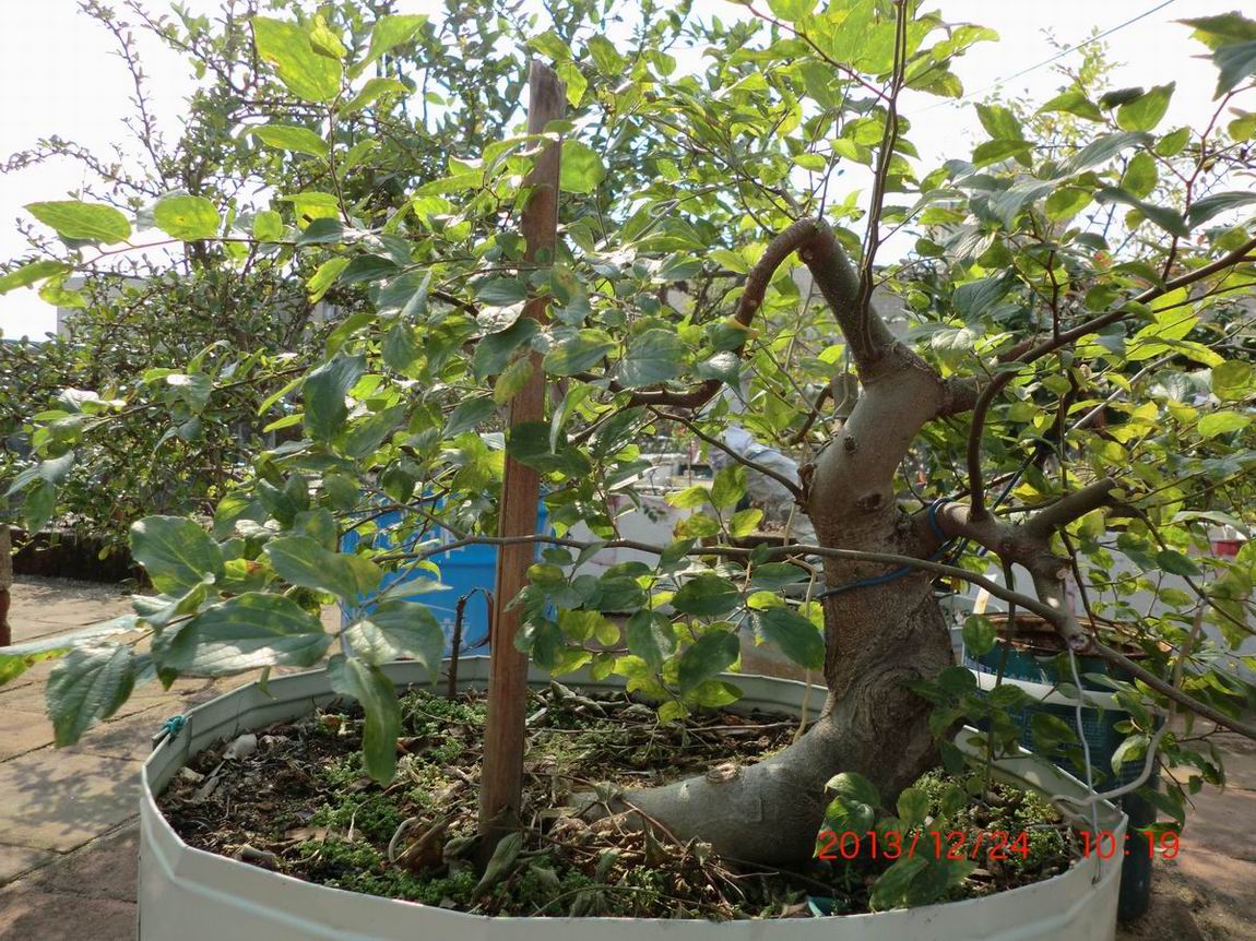 CIMG0922.JPG