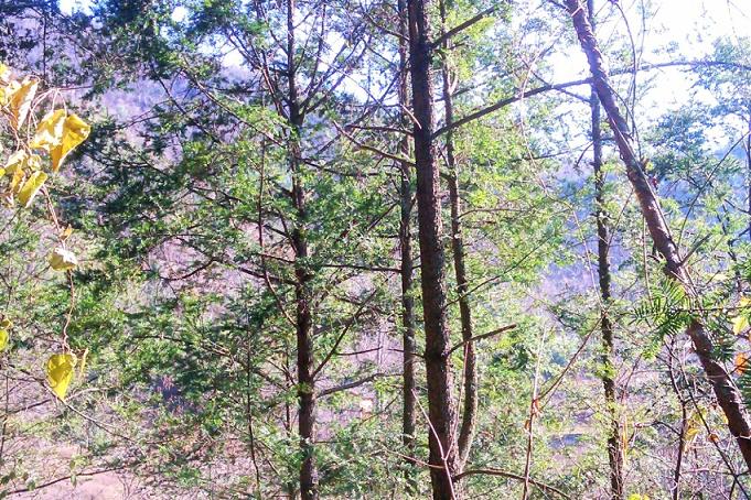 IMAG0149_conew2.jpg