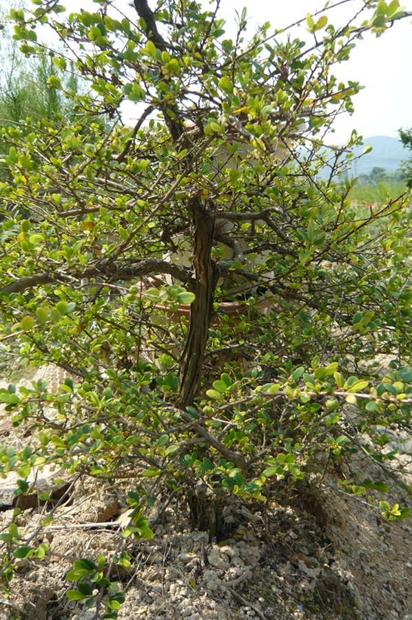P1030441__.jpg