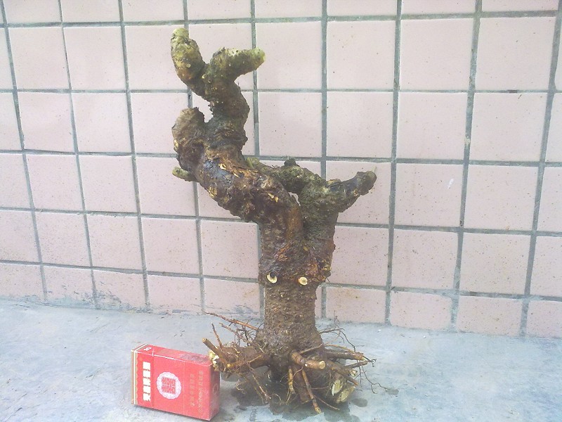 Ƭ4335.jpg
