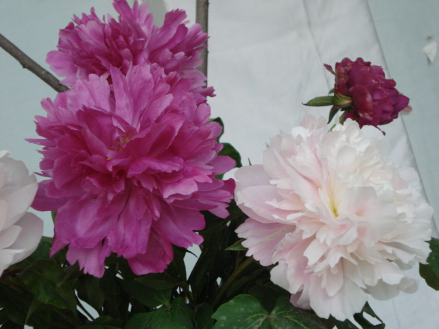 DSC07948.JPG