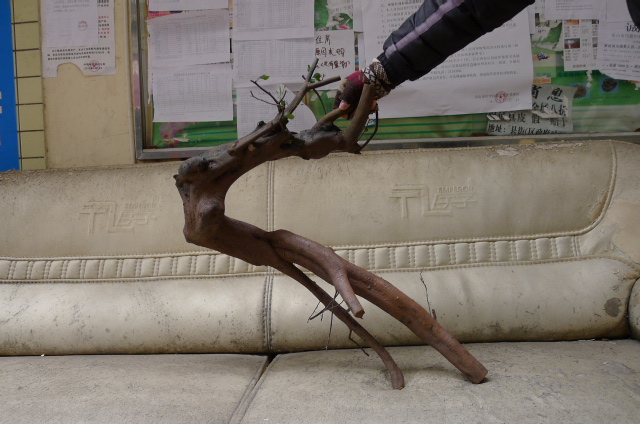 P1020606.JPG