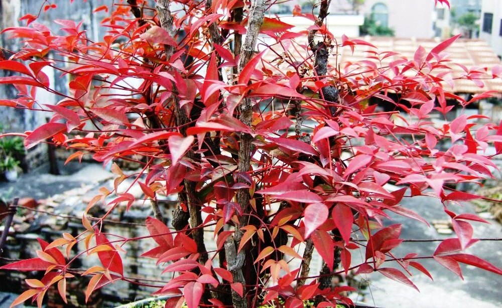 DSCF4649.JPG
