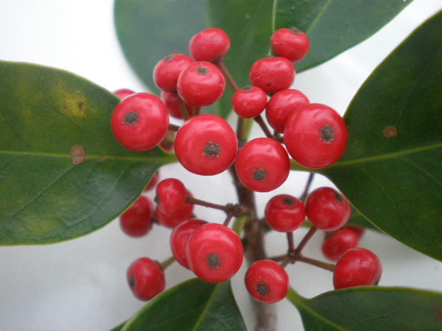 PB130237.JPG