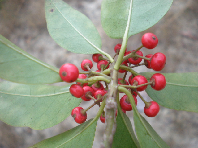 PB130236.JPG