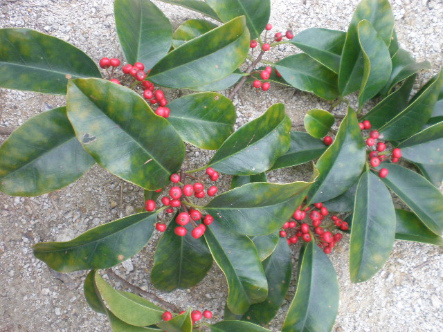 PB130232.JPG