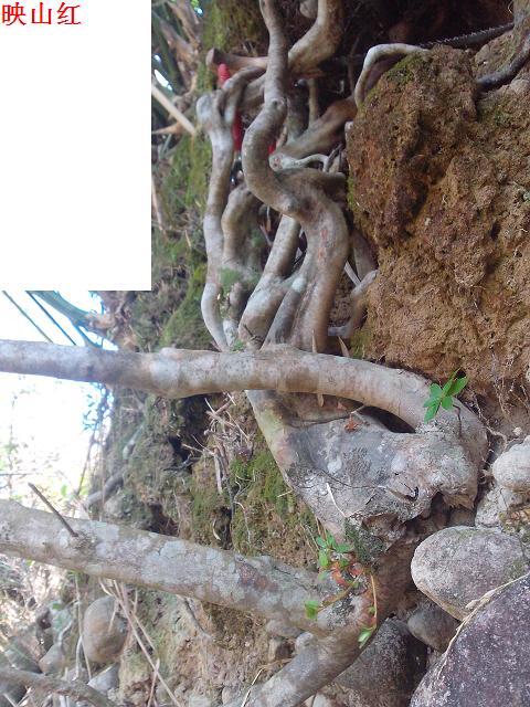 IMG_20131222_104724.jpg