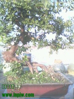 IMG0290A.jpg