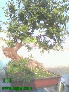 IMG0291A.jpg