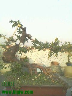 IMG0293A.jpg