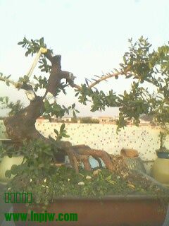 IMG0292A.jpg