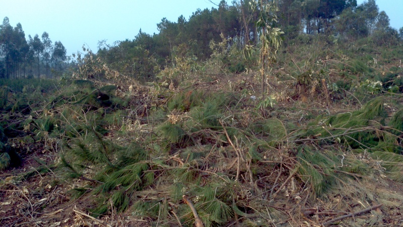 2013-12-28_16-43-59_201_conew1.jpg