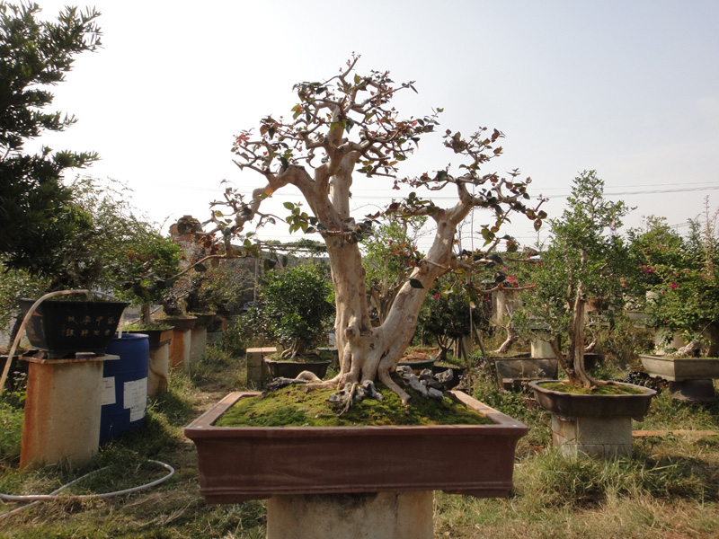 DSC07214.jpg