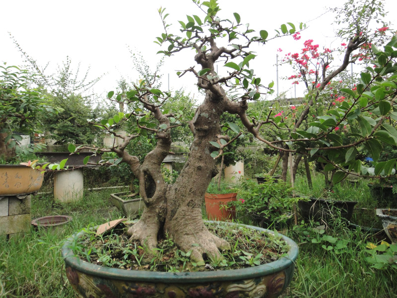 DSC06848.jpg