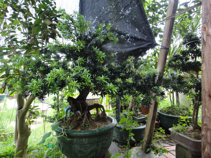 DSC06885.jpg
