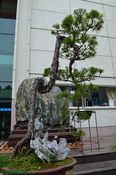 DSC_1366.jpg