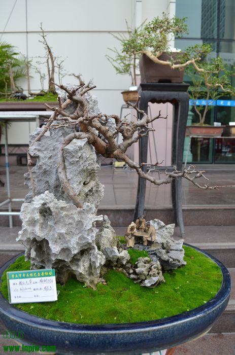 DSC_1399.jpg