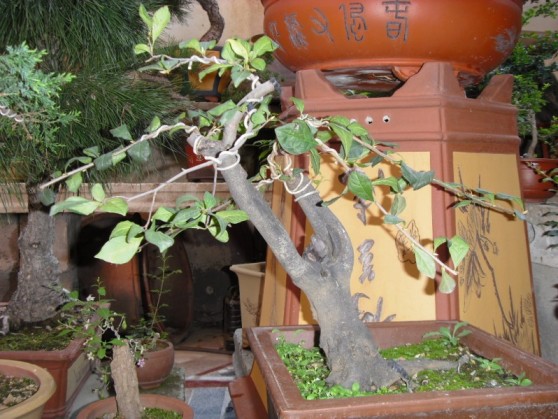 SDC13691.JPG