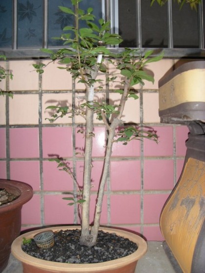 SDC13701.JPG