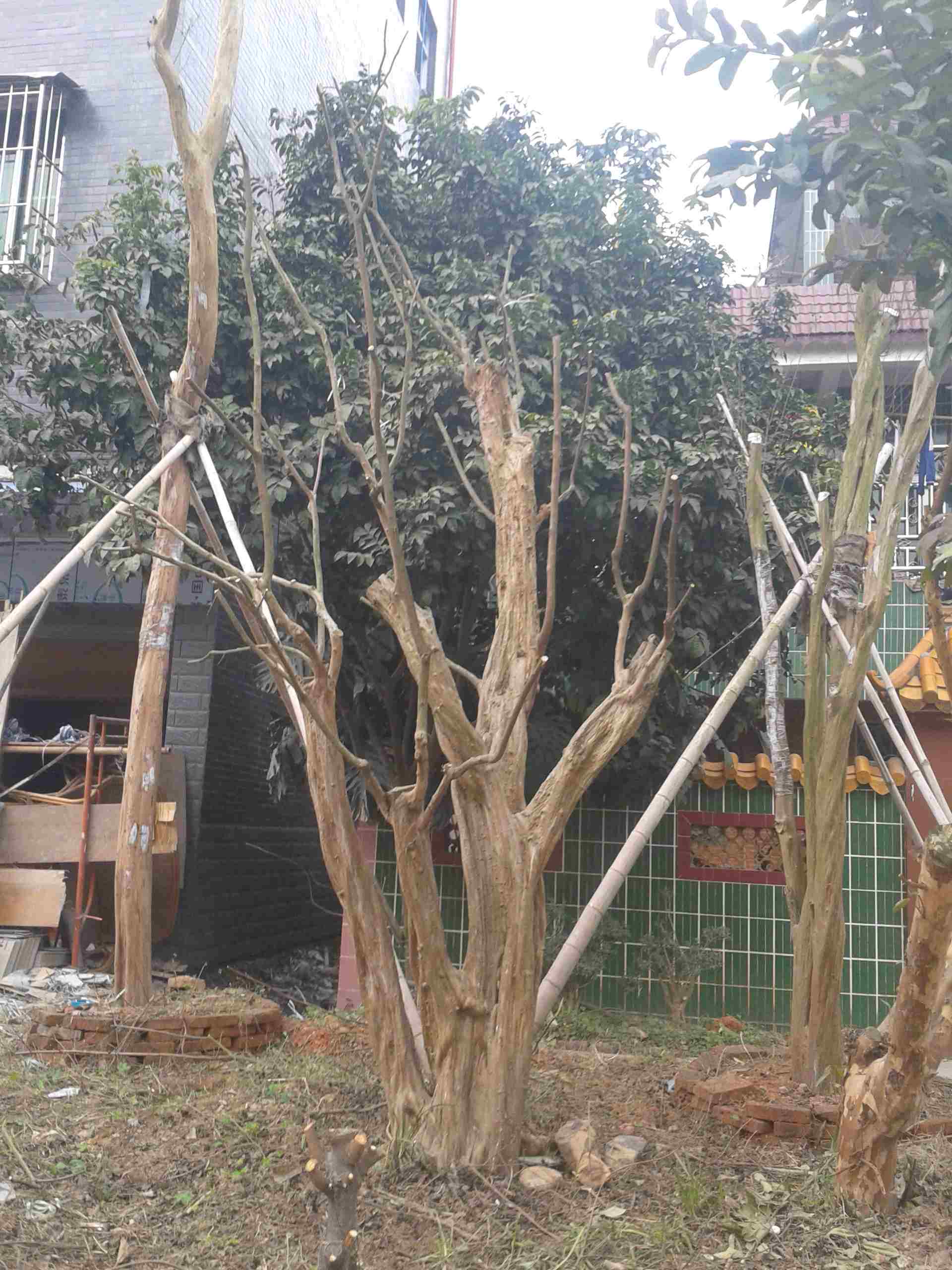 2013-01-20 12.32.33.jpg