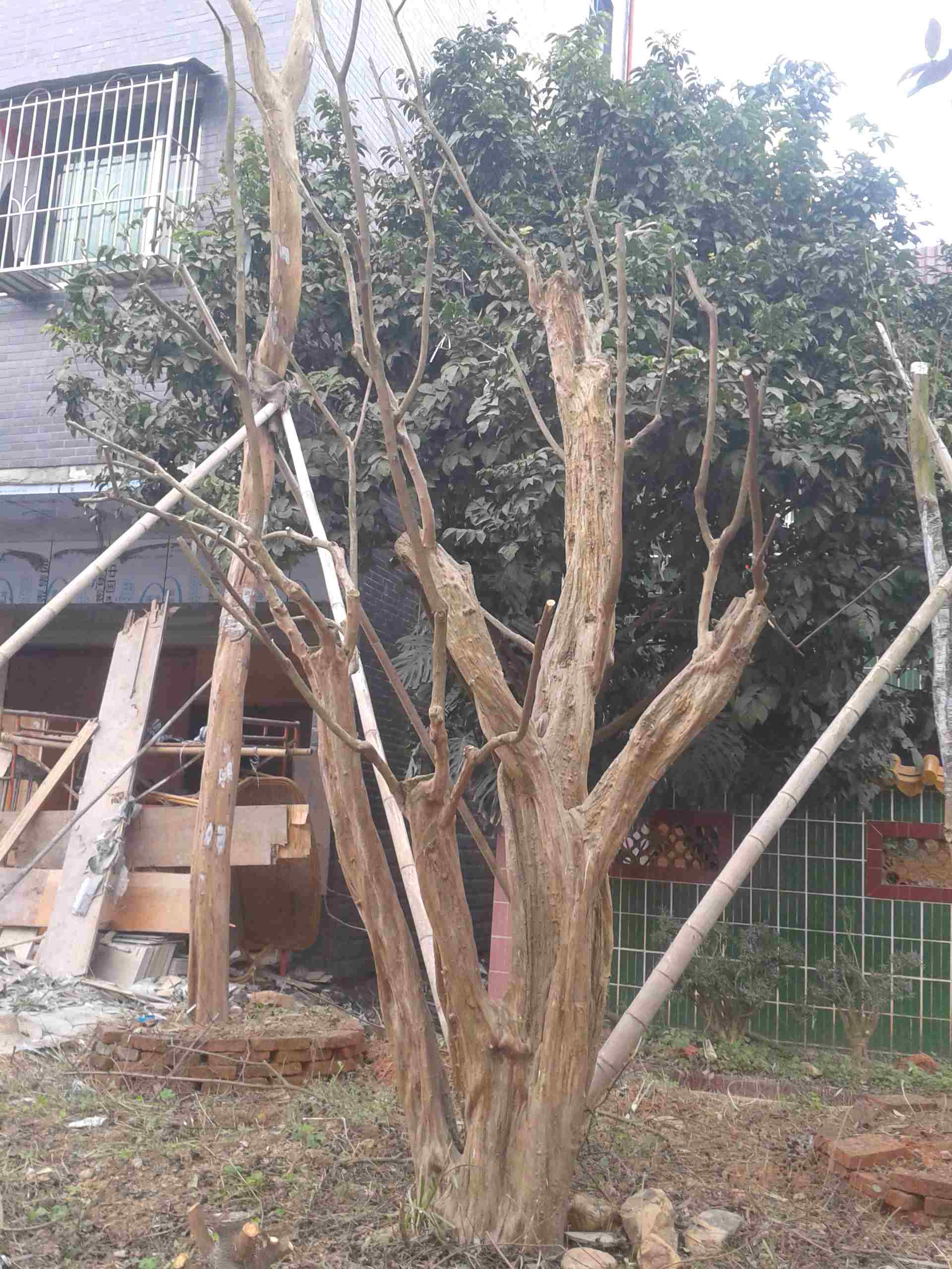 2013-01-20 12.33.25.jpg