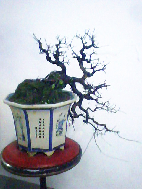 IMG5836A_.jpg