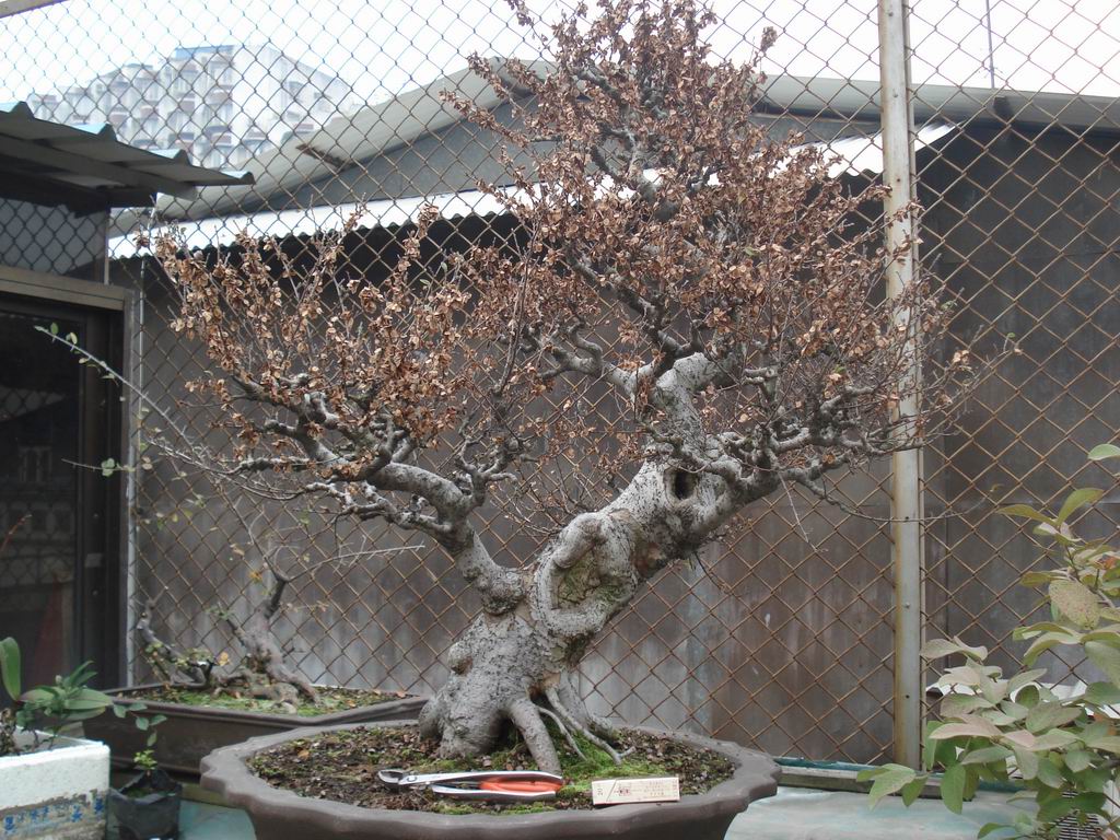 С DSC01603.JPG