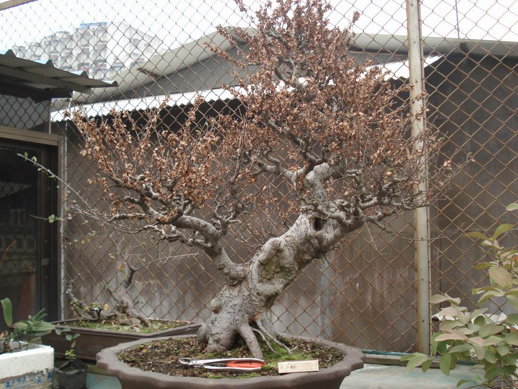 С DSC01604.JPG
