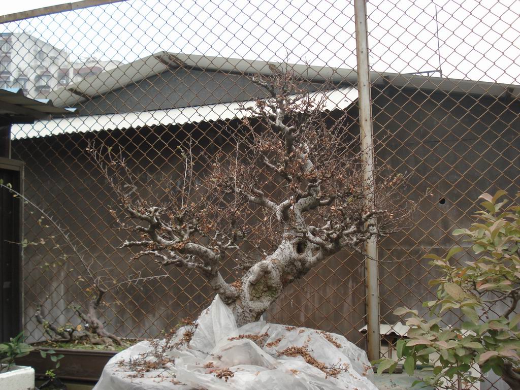 С DSC01606.JPG