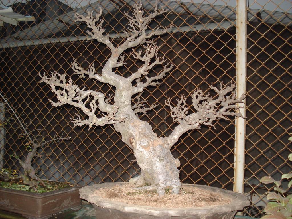 С DSC01611.JPG