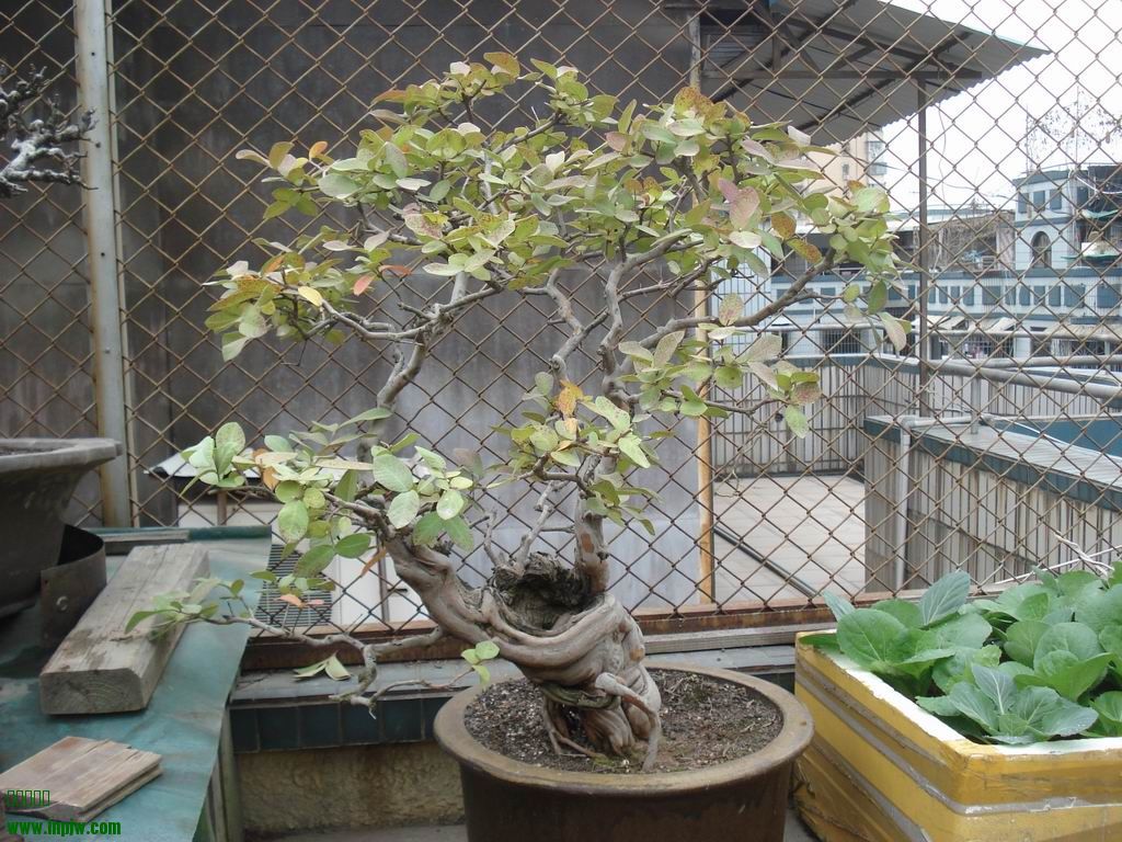 С DSC01614.JPG
