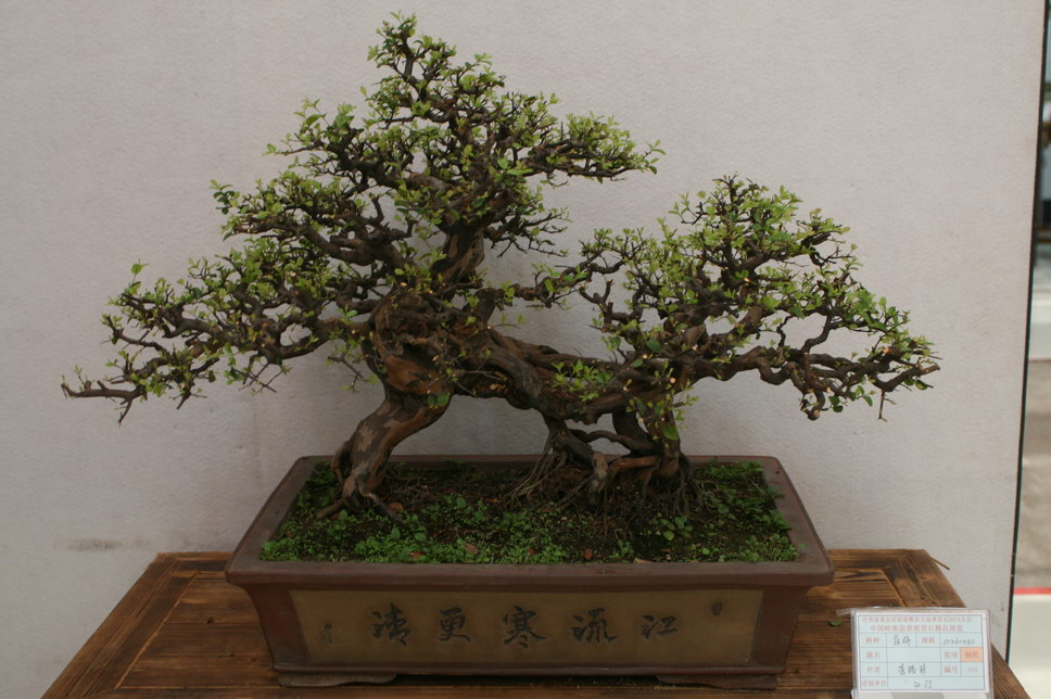 SBQ_20131003_1141.JPG