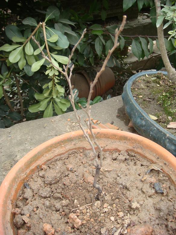 DSC06473.JPG