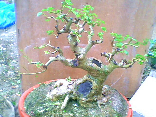 IMG6285A_.jpg